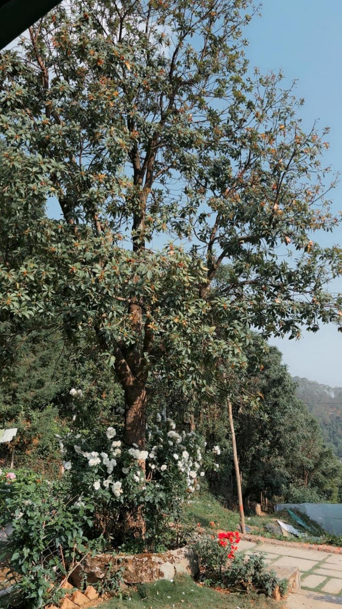 Kafal Tree Home Stay - Pet Friendly Bhowali Extérieur photo